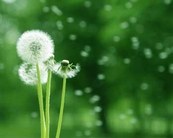 Thinking Wisely Stories - Dandelions Problem Story