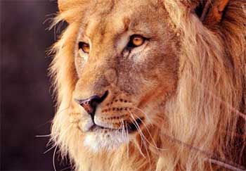 Self Awareness Short Stories - Lion and Sheep Story with Moral Lesson 