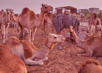 Problems in Life Story - Hundred Camels Deep Meaning Motivational Story
