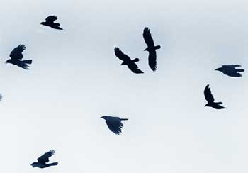 Crows in The Kingdom - Akbar Birbal Short Stories in English