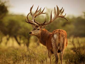 Beautiful Horns..!! Ugly Legs Appreciating Things Stories