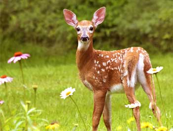 Deer Story - Gardener Plan to Trap Deer n Danger of Addiciton Moral Story
