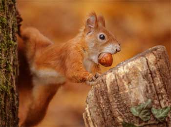 Squirrel Story - Reality of Today Short Story Stuck in 9 to 5 Cycle of Work