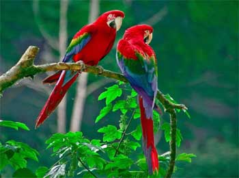 Two Parrots Story - Why do we Fail Interesting Motivational Moral Story