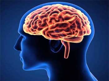 10 Interesting and Facinating Facts about Human Brain