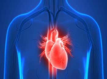 10 Interesting and Facinating Facts about Human Heart