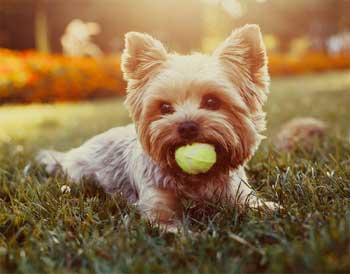 Amazing and Fun Facts about Dogs - Facts you May not Know abt ur Dog