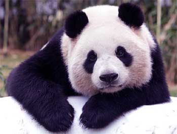 23 Interesting Facts about Panda