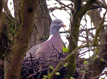 Pigeon's Nest - Moral Story for Kids about Learning Sincerely