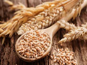 Few Grains of Wheat - Rich Man Test