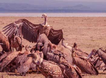 Vultures Living on Island - Life of Comfort