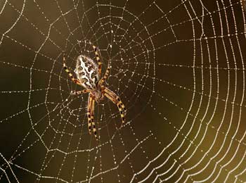 Story of Spider's Web - Listening to Others Opinions