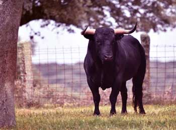 Catching Bull's Tail - Condition for Young Man