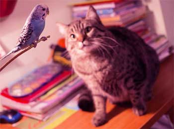 Religious Man Teaching and His Parrot Story