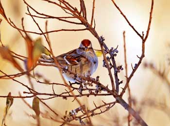 Sparrow Request to Tree - Very Short Story