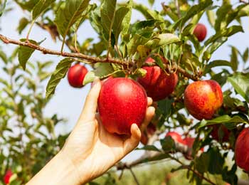 Farmer Orchard and Thief Excuse - Tit for Tat Story