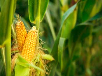 Growing Best Quality Corn - Farmer's Secret