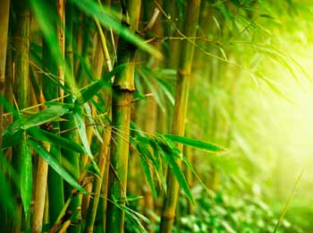 Man Lost all Hope - Grass and Bamboo Story