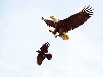 Crow Flying Holding Piece of Meat..!