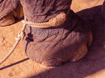 Elephant Tied by Rope! Trapped in a Mindset