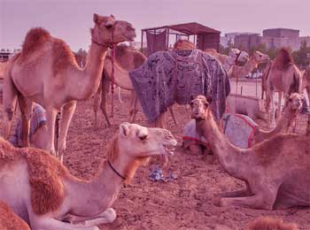 Camels in Saint Convoy - Problems in Life