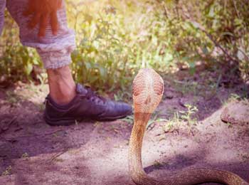 Farmer and Snake Enmity! Bitter Truth of Life