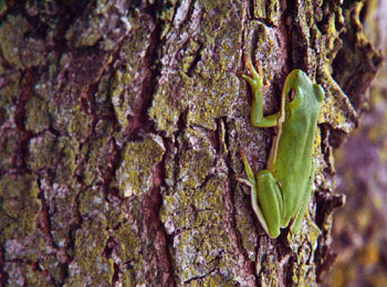 Competition to Climb Tree - Frog Story about Others Comment