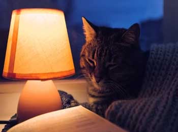 Deceit of the Mind - Cat and Lamp Story