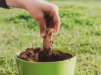 Planting Seed in Garden! Motivational Story for Young People