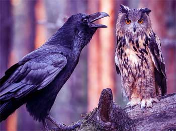 Boastful Crow and Wise Owl Story