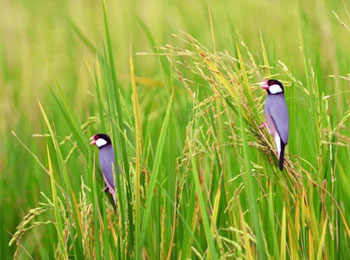 Farmer Loss and Birds in his Fields - Law of Nature