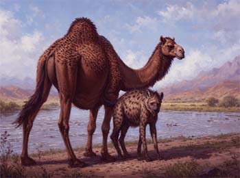 Camel and Hyena Story - One Depth Two Perspectives