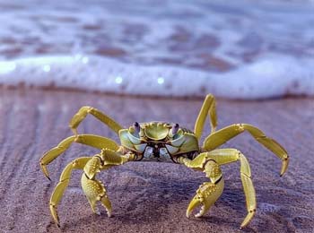 Crab Footprints and Wave Story - When Not Everything Goes as We Wish